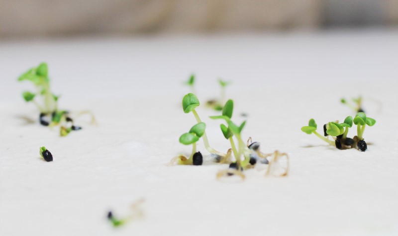 Carta piantabile, Pianta Nutri Cresce